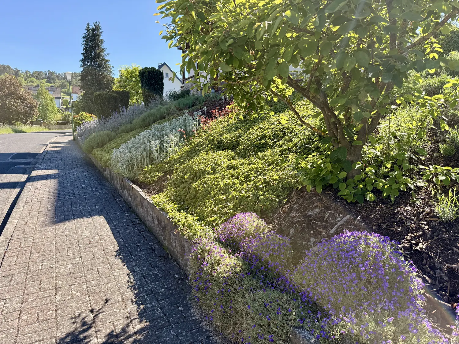 Blühendes Hangbeet mit violetten Polsterstauden an einem gepflasterten Gehweg