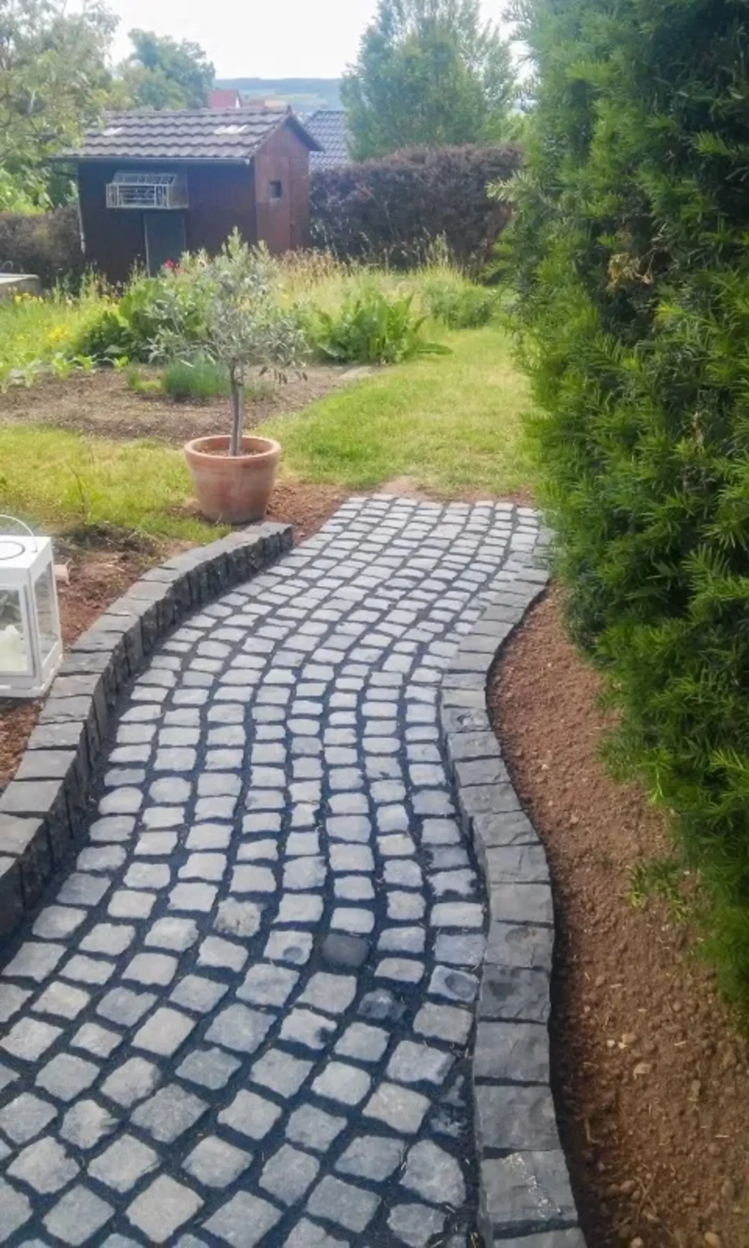 Geschwungener gepflasterter Gartenweg mit Olivenbaum im Topf