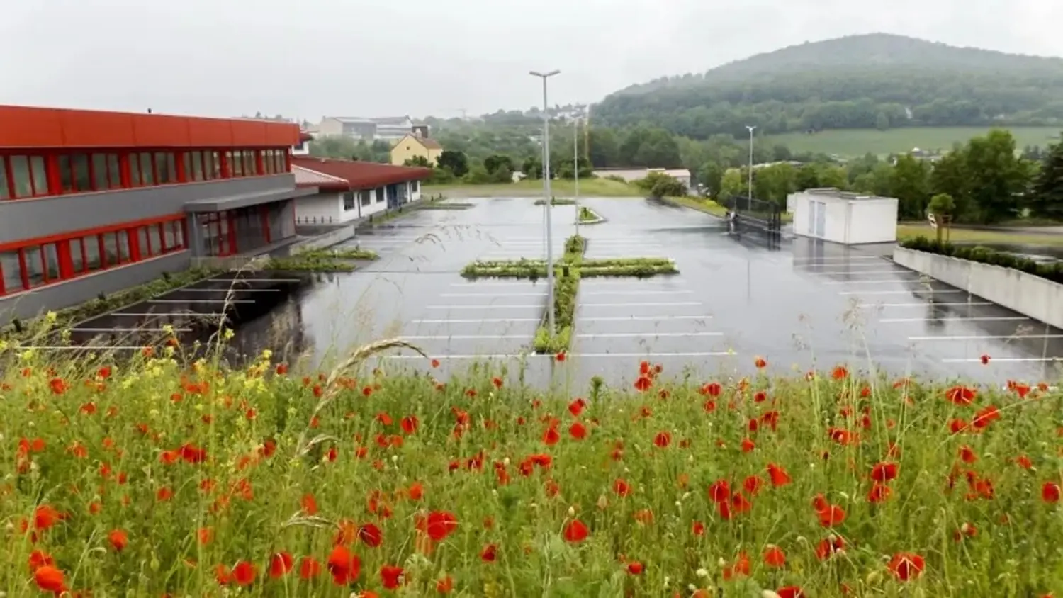 Rote Mohnblumen vor einem Firmenparkplatz
