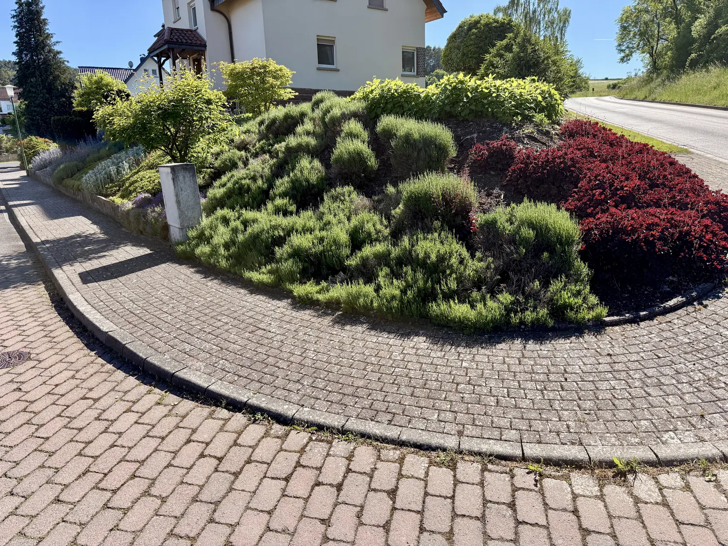 Rund angelegtes Hangbeet mit Lavendel und roter Berberitze am Gehweg